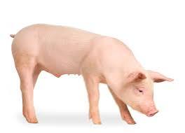 Porc