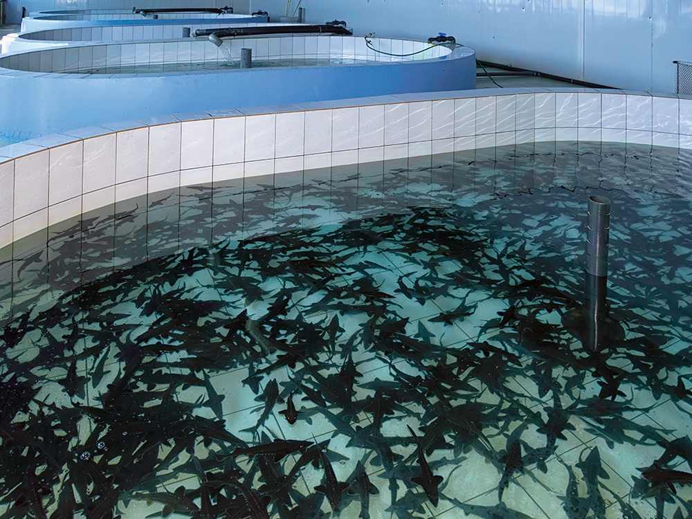 Pisciculture Hors Sol