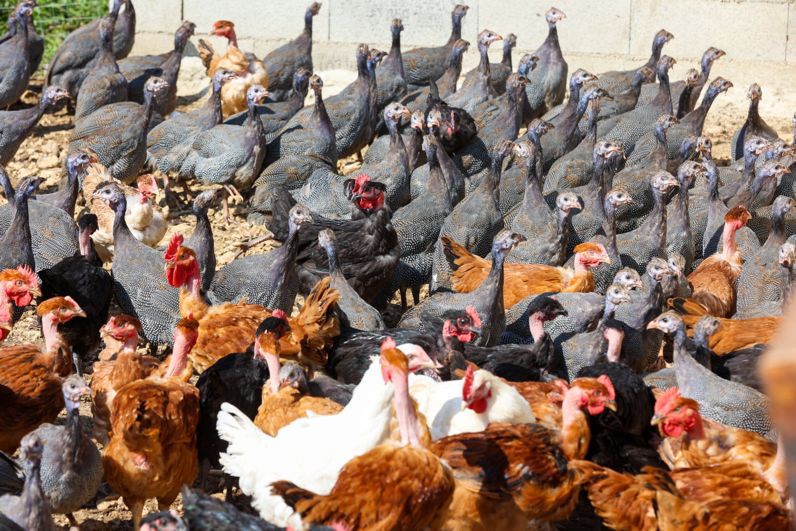 Aviculture
