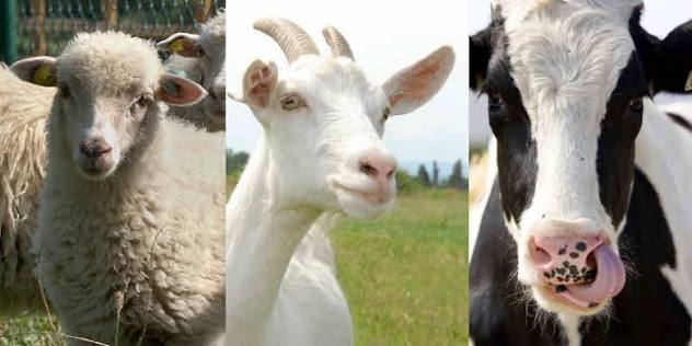 Capriniculture  - Ovniculture - Boviniculture