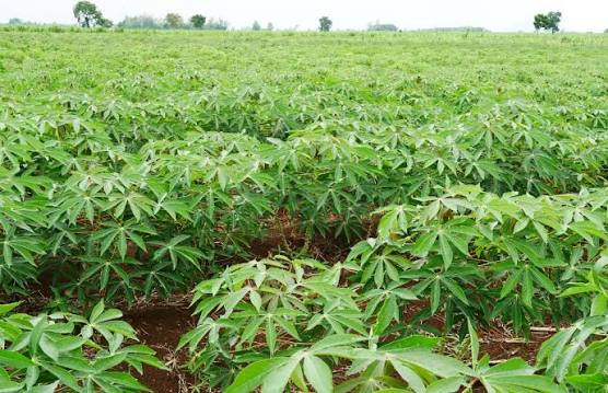 Assurance plantations – ferme et pisciculture