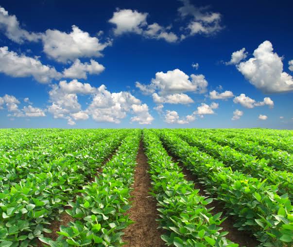 Vente des plantations et fermes avec documentation