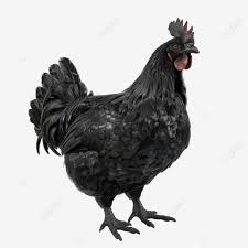 Poulet Ayam Cemani