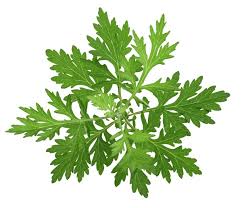 Phyto