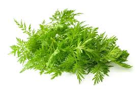 Artemisia Annua