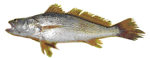 Poissonnerie