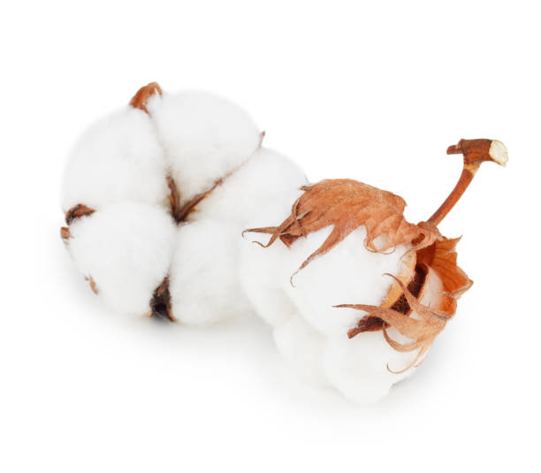Coton 3