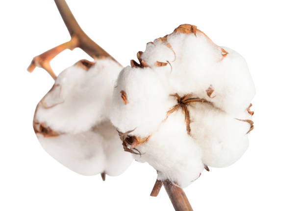 Coton 4