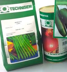 Haricot Vert