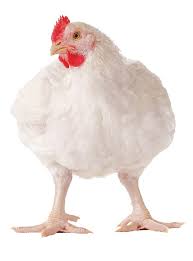 Poulet De Chair 1