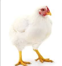 Poulet De Chair 2
