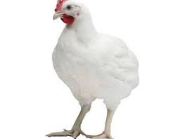 Poulet De Chair 3