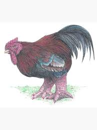 Poulet Dong Tao