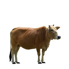 Taureau 1
