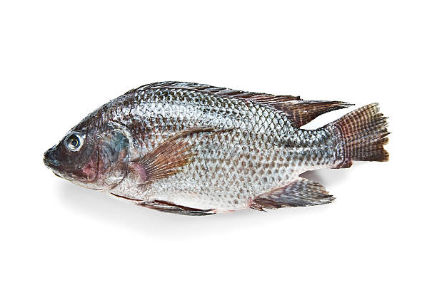 Tilapia 2