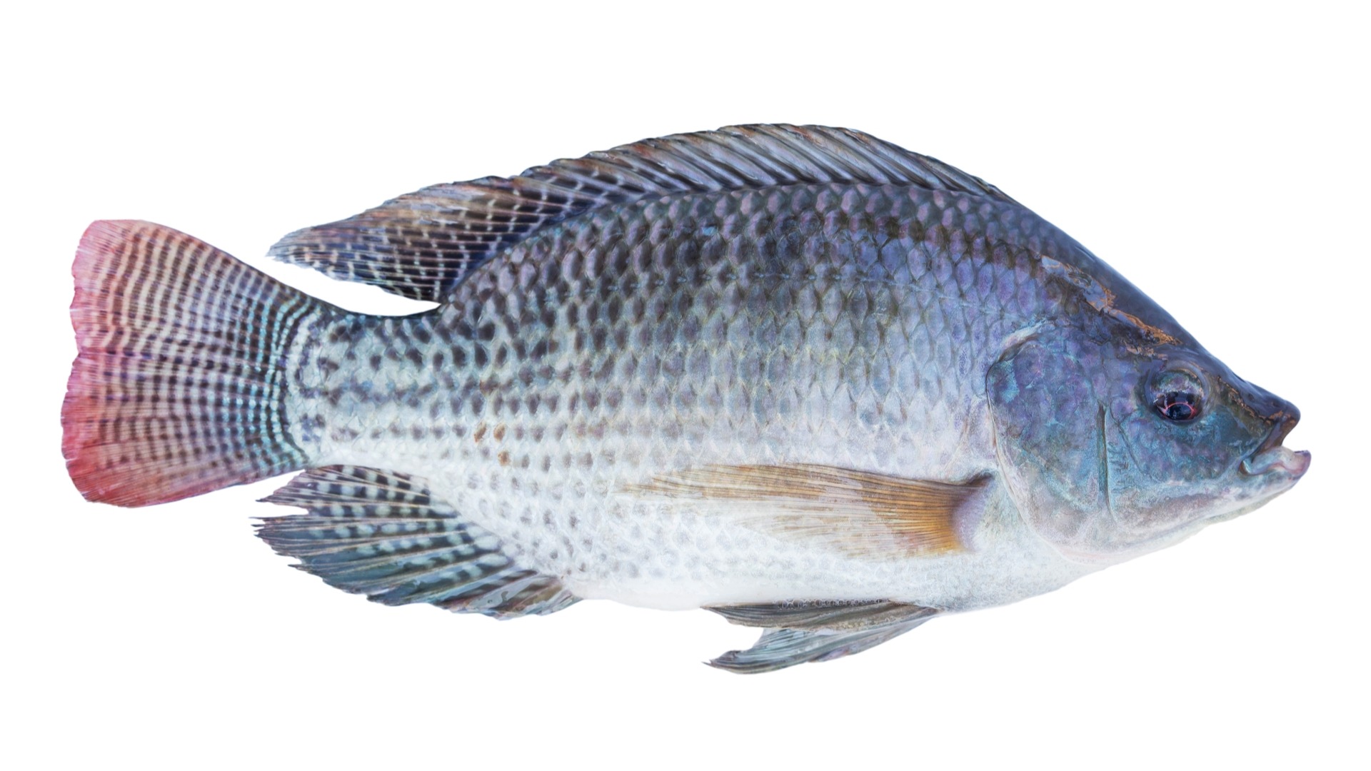 Tilapia 5