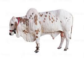 Vache
