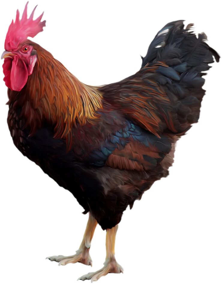Coq 1032630 2809