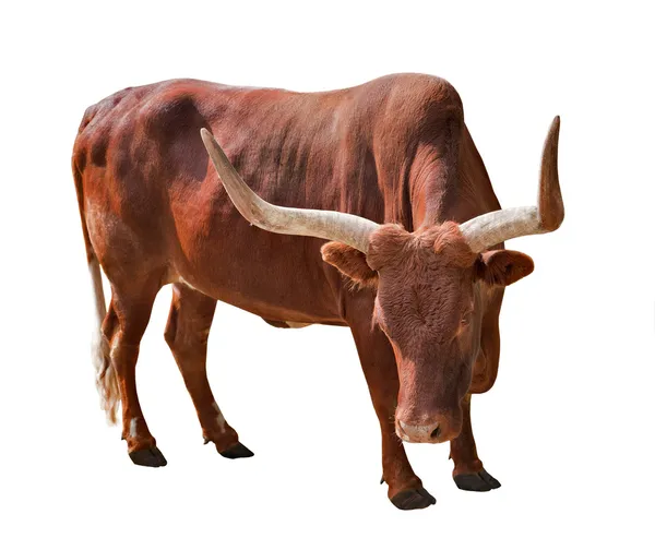 Depositphotos 12356462 Stock Photo Brown Bull With Large Horns
