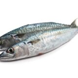 SARDINE