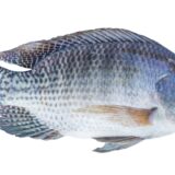 TILAPIA